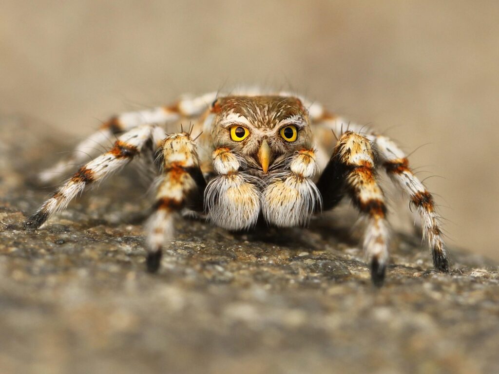 Spinne mit Eulenkopf