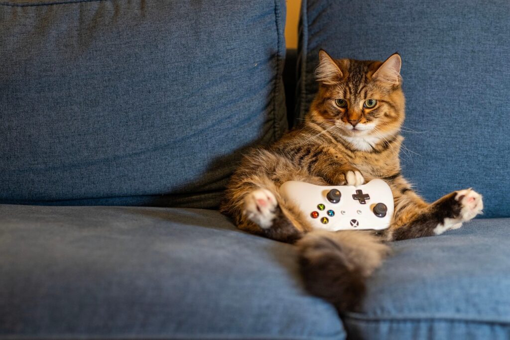cat, kitten, animal, pet, nature, indoors, gaming, controller, couch